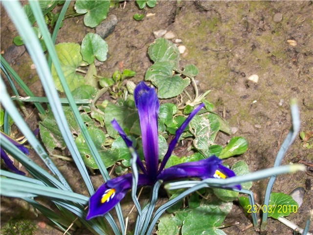 mini iris 